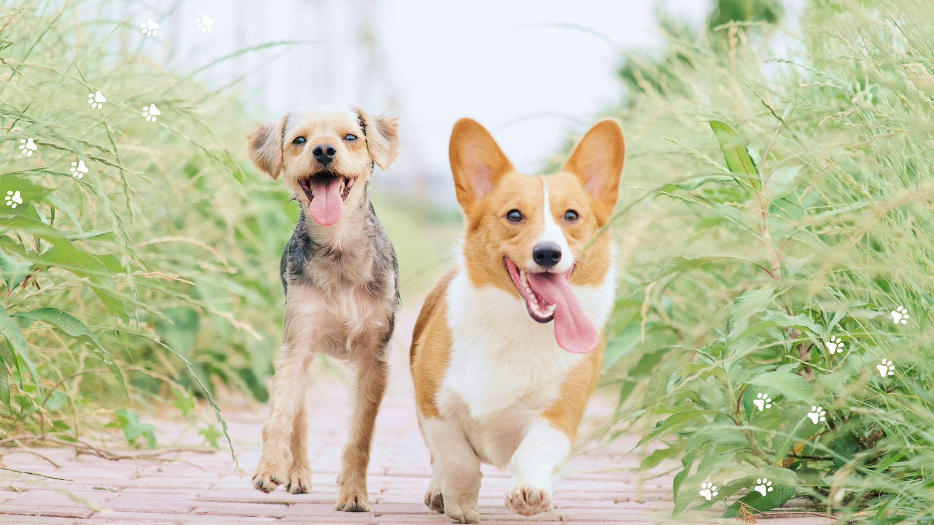 Grows Animal Hospital