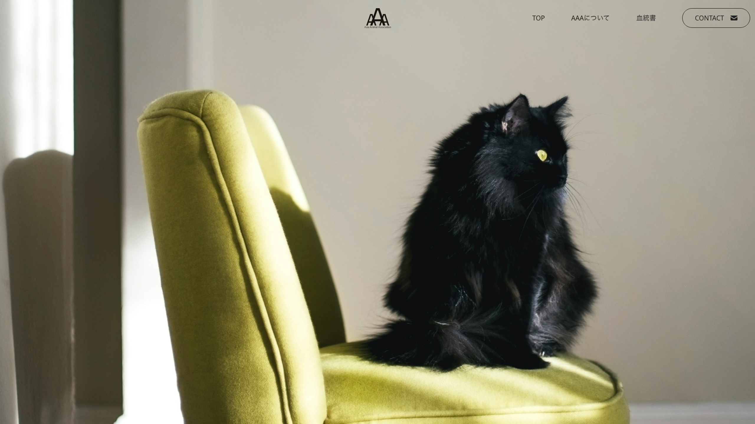 Asia Animal Association